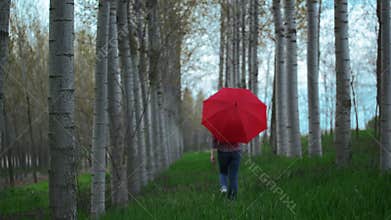 Woman with Red Umbrella Walking Away From the Camera Through The Tree Alley on Cloudy Afternoon