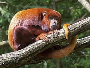 Red Howler monkey