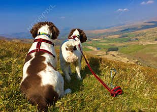 Healthy active dogs