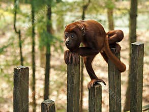 Howler monkey