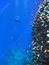 Underwater landscape