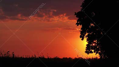 Idyllic Sunset with Silhouette of Lonely Solitary Tree