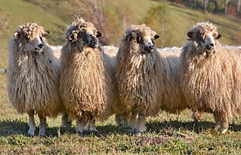 Sheep looking one way