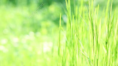 Grass waving on wind, backlit