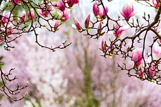 Gateway to spring, japanese magnolia