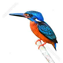 Blue-eared Kingfisher