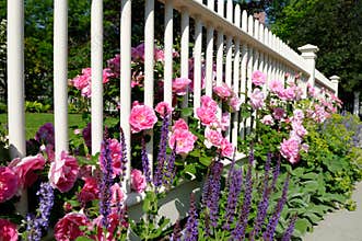 Roses without borders