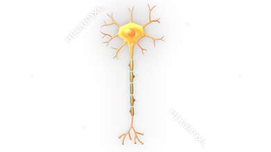 Neuron