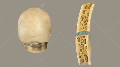 Structure of skull bone