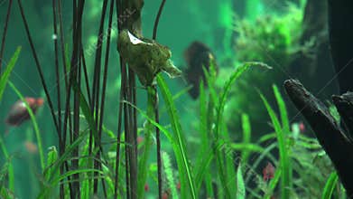 Aquarium, Fish Tank, Marine Animals