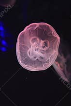 Jellyfish in aquarium