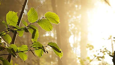 Forest morning with sun lighting leaves
