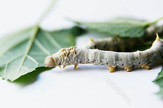 Mulberry silkworm