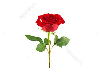 Red rose isolated on white background