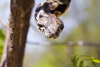 Malagasy or Madagascar Tree Boa