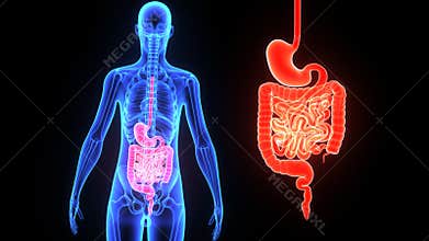 Digestive system