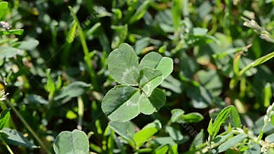 Lucky five leaf clover in wind