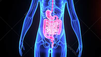 Digestive system