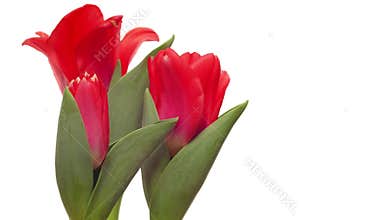 Red Tulips Time-lapse
