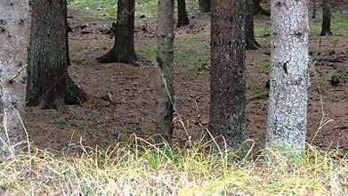 Pine Forest