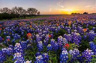 Texas wildflower - bluebonnet and indian paintbrush filed in sunset