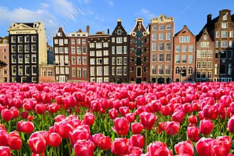 Tulips with canal houses of Amsterdam