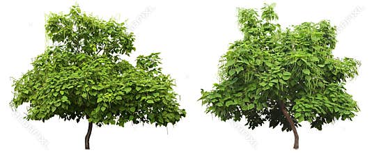 Catalpa