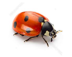 Ladybug