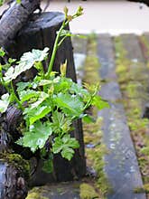 Plant growing on post
