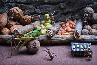 Ants teach grasshopper to work , ant tales