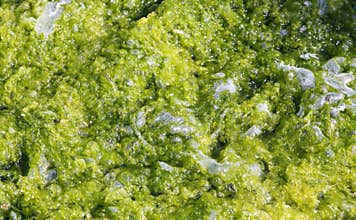 Algae