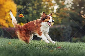 Young border collie dog playing with leaves in autumn