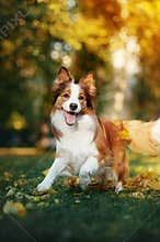 Young border collie dog playing with leaves in autumn