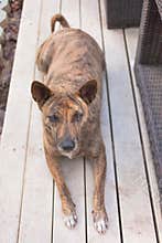 Little home less dog sad eyes for help