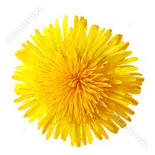 Dandelion Flower