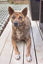 Little home less dog sad eyes for help