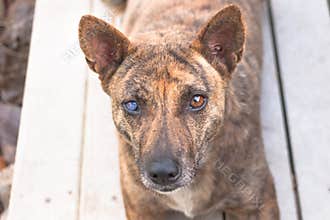Little home less dog sad eyes for help