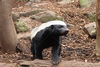Honey Badger