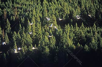 Trumpet swans at sunset, over Blanchard Lake, ID