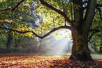 Mighty oak tree