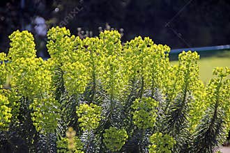 Summer border plants Euphorbia characias