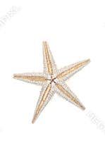Starfish