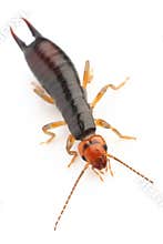 Earwig