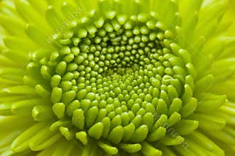 Macro blooming flower