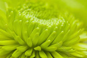 Macro flower petal pattern