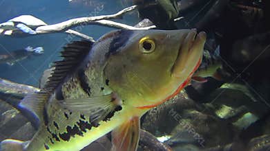 Peacock Bass