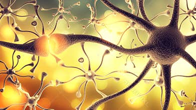Nerve Cell