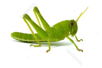 Grasshopper