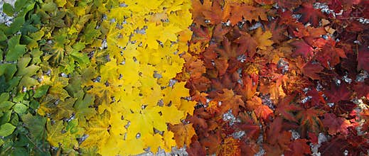 Maple Leaf Rainbow