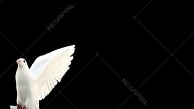 Doves flying on black background